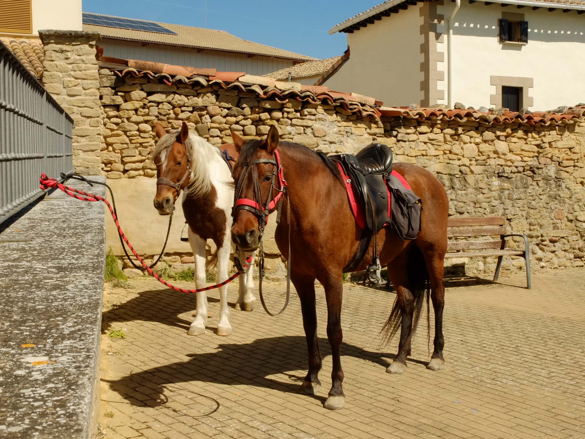 Zwei Pferde in Navarra, Spanien festgebunden an einer Mauer