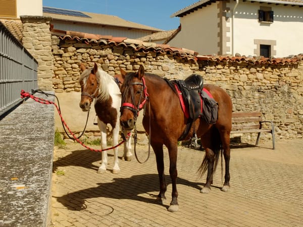 Zwei Pferde in Navarra, Spanien festgebunden an einer Mauer